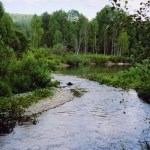 Река Суенга - правый приток Берди, перекат, Новосибирская область, 2007 год